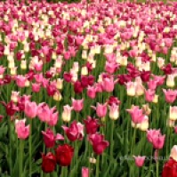 Ottawa Tulips Multi 2 Copyright Shelagh Donnelly